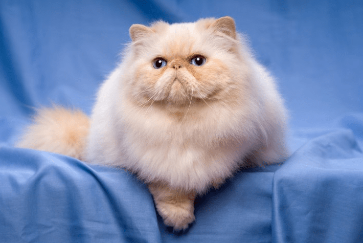 Persian Cat