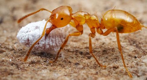 Appearance of Ants