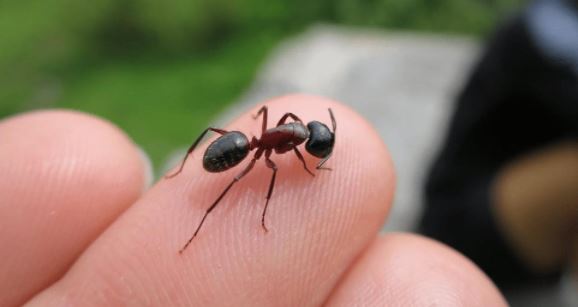 Breeds And Species of Ants