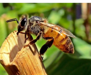 Morphological differences between bees and wasps