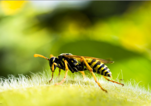 Wasps use their stingers to hunt insects
