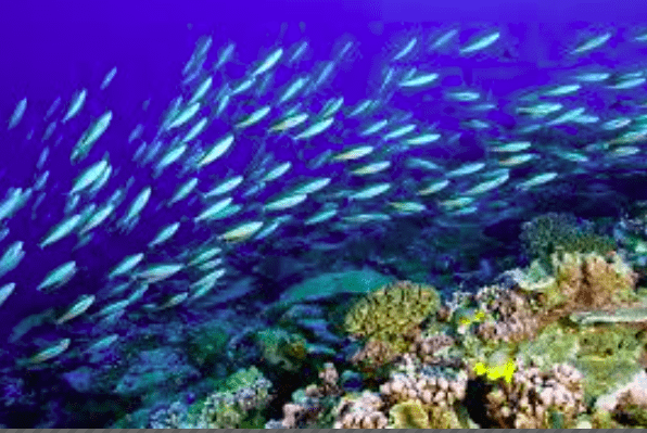What is Marine Environment and its Importance
