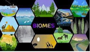 What is Biome