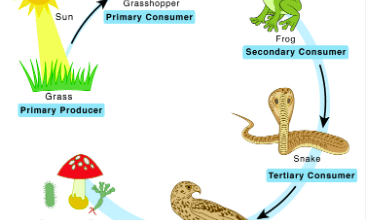 What is Food Chain