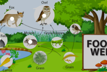What is Food Web