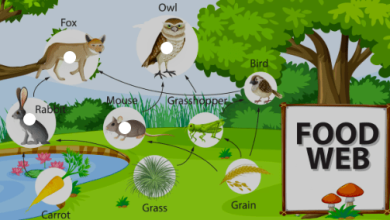 What is Food Web