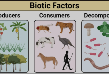 Biotic Factors of an Environment