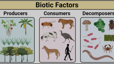 Biotic Factors of an Environment